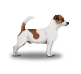 Jack Russell