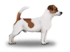 Jack Russell