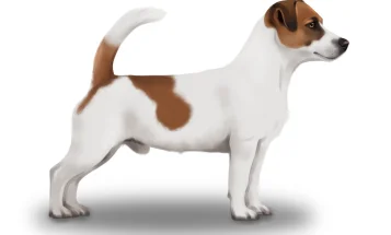 Jack Russell