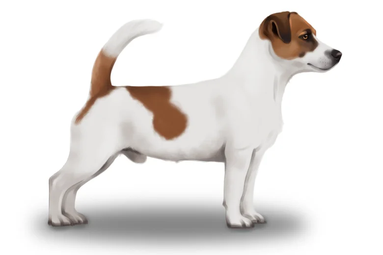Jack Russell