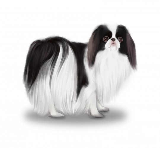 Japanese Chin