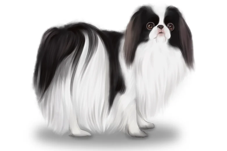 Japanese Chin