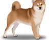 Japanese Shiba Inu