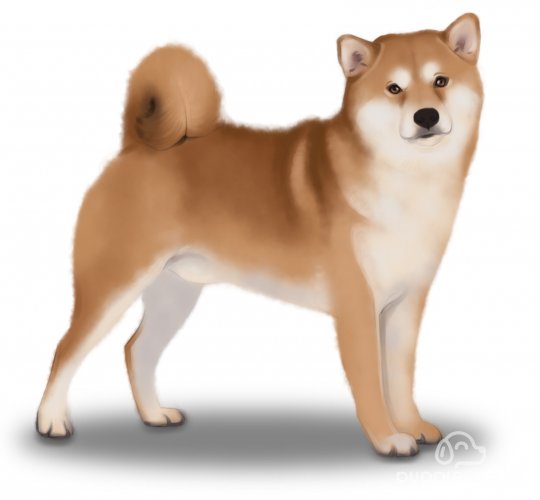 Japanese Shiba Inu