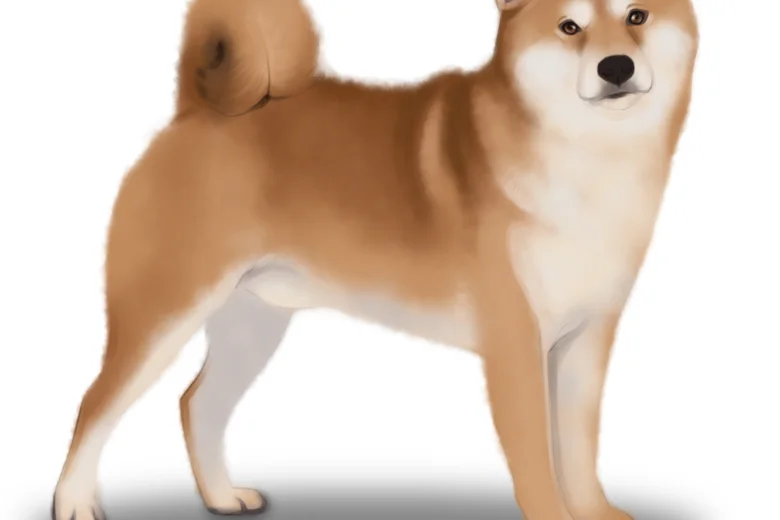 Japanese Shiba Inu