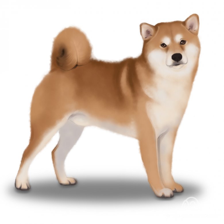 Japanese Shiba Inu