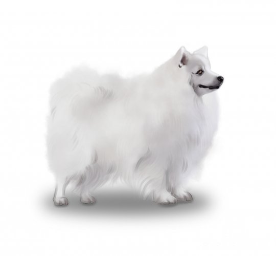 Japanese Spitz