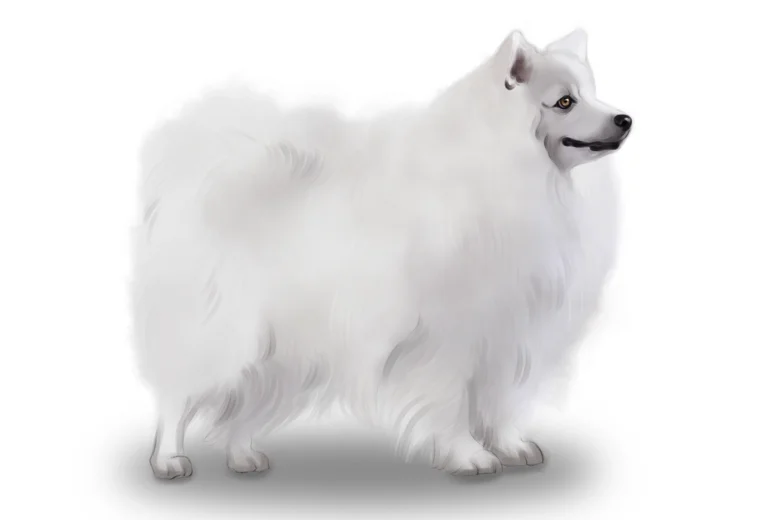 Japanese Spitz
