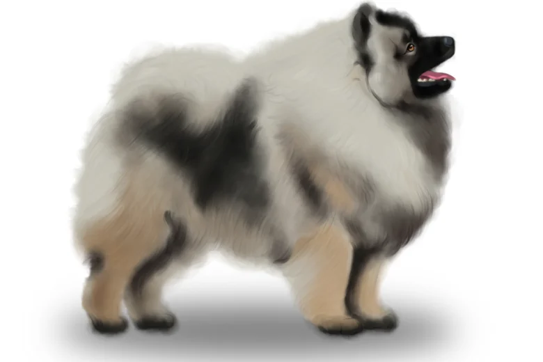 Keeshond