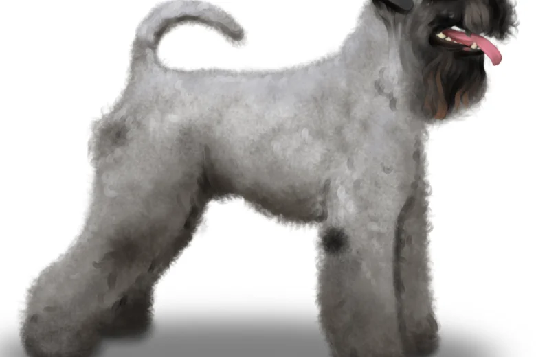 Kerry Blue Terrier