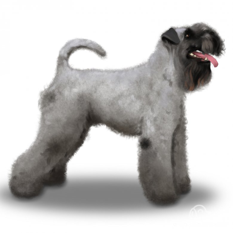 Kerry Blue Terrier