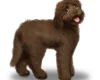 Labradoodle