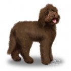 Labradoodle