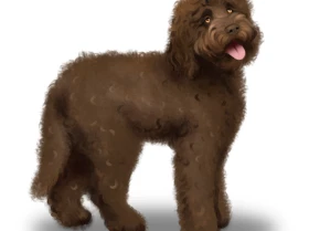 Labradoodle