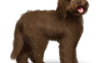Labradoodle