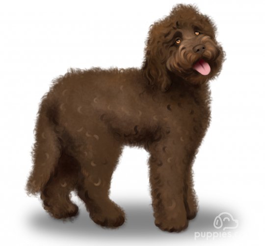 Labradoodle