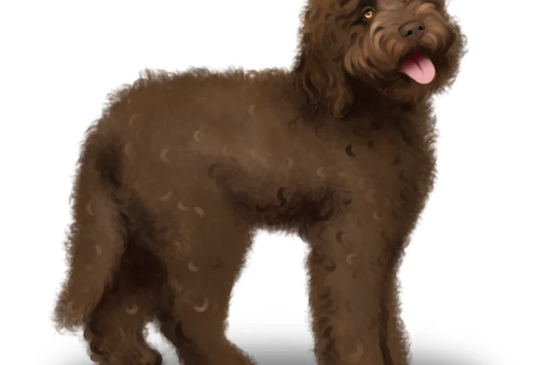 Labradoodle