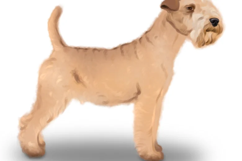 Lakeland Terrier