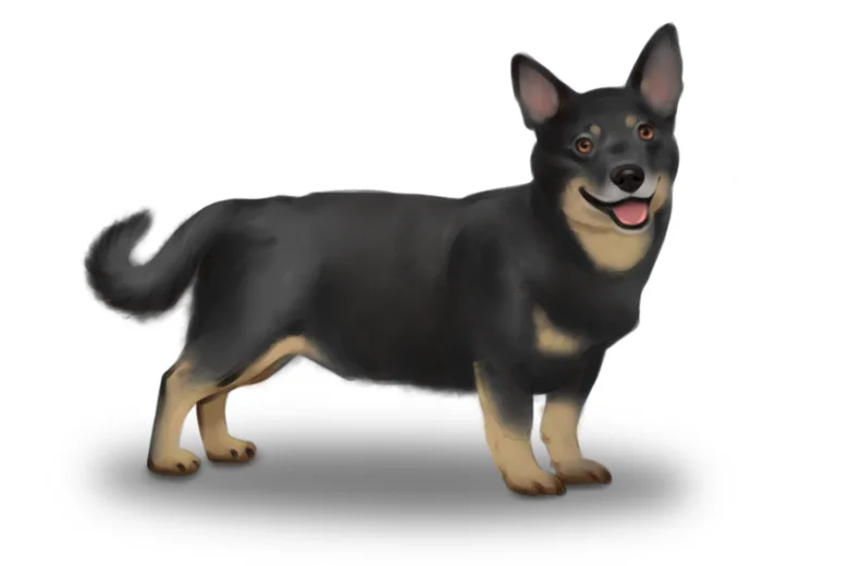 Lancashire Heeler
