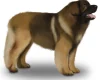 Leonberger