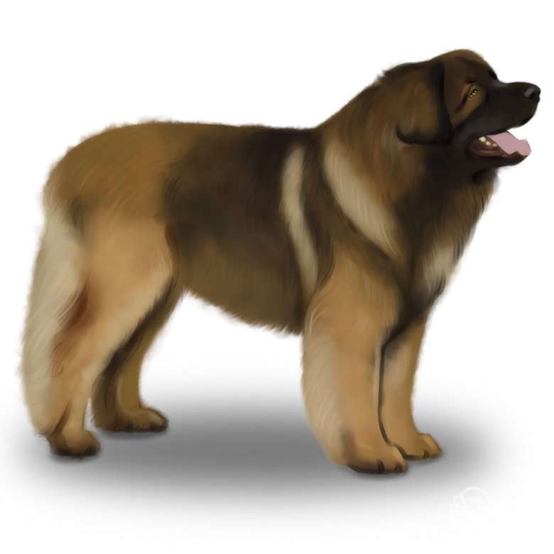 Leonberger