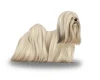 Lhasa Apso