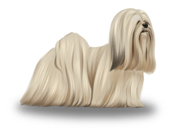 Lhasa Apso