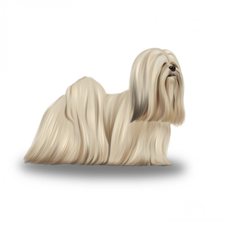 Lhasa Apso