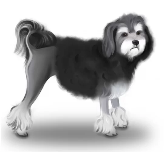 Lowchen (Little Lion Dog)