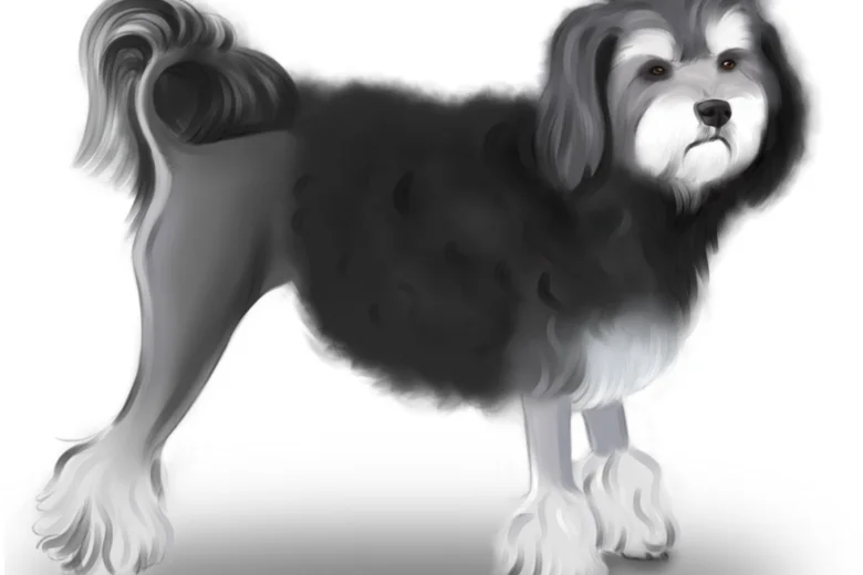 Lowchen (Little Lion Dog)
