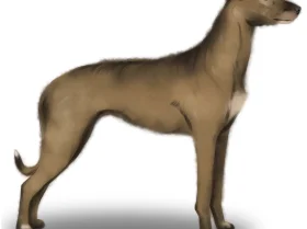 Lurcher