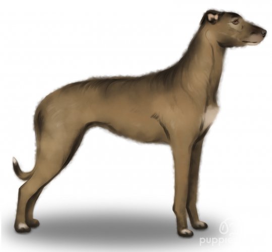 Lurcher