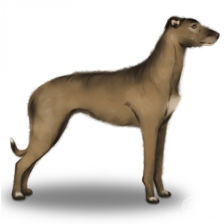 Lurcher