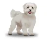 Maltese
