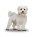 Maltese - Bitches