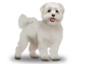 Maltese - Bitches
