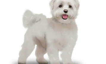 Maltese