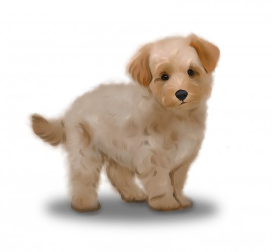 Maltipoo