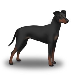 Manchester Terrier - Bitches
