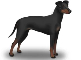 Manchester Terrier - Bitches