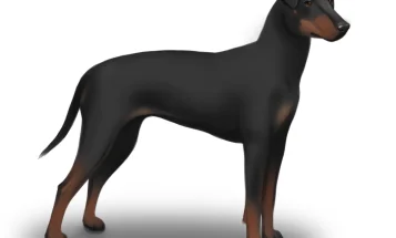 Manchester Terrier - Bitches