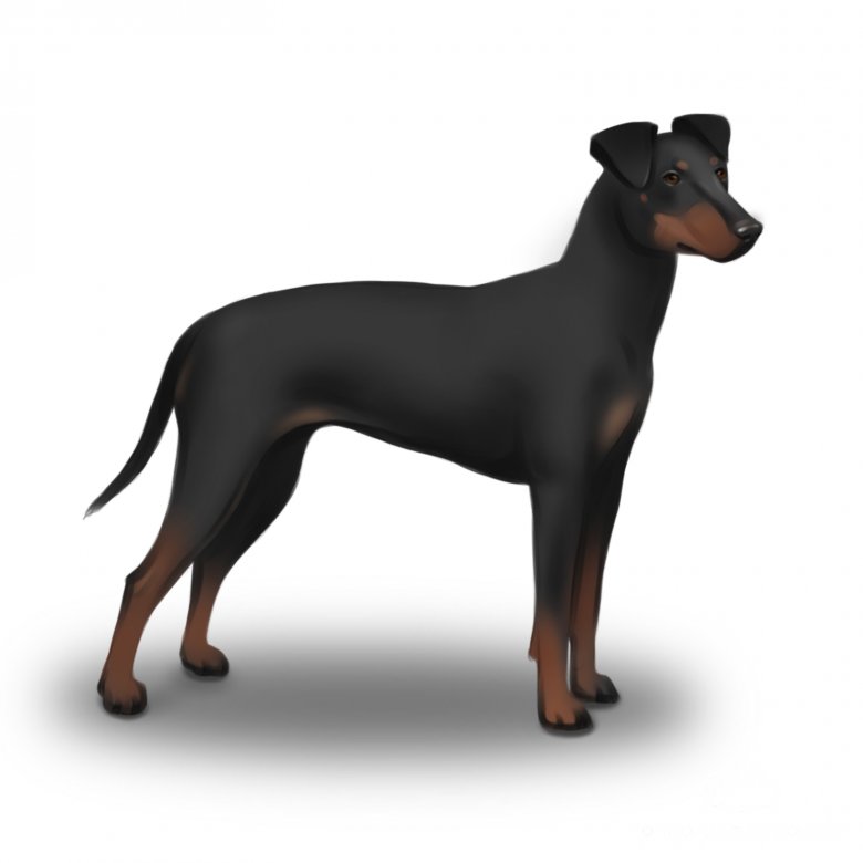 Manchester Terrier