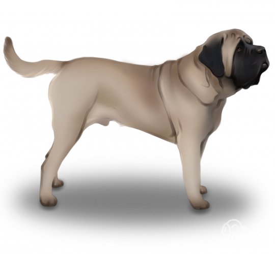 English Mastiff