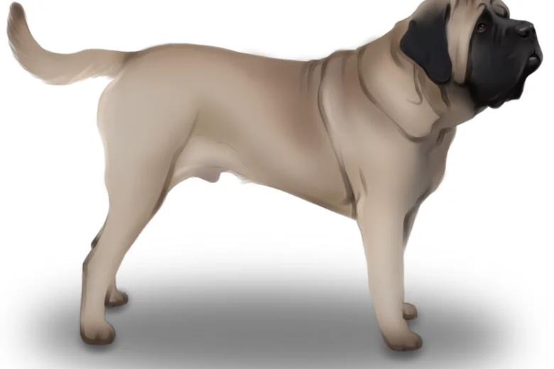 English Mastiff