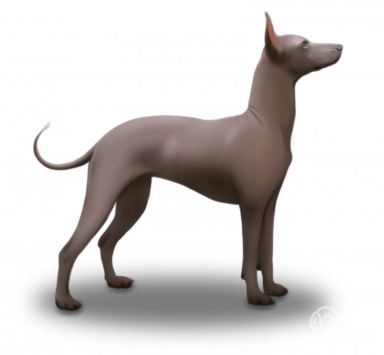 Mexican Hairless (Xoloitzcuintli)