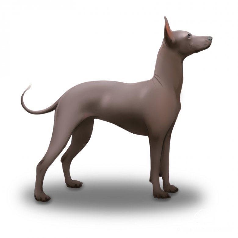 Mexican Hairless (Xoloitzcuintli)