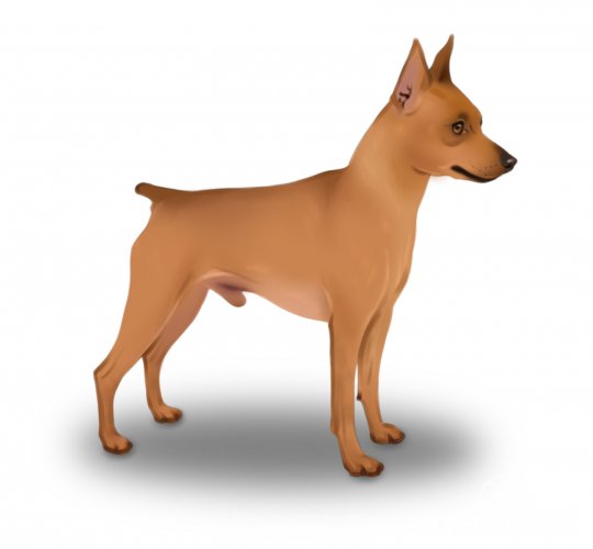 Miniature Pinscher