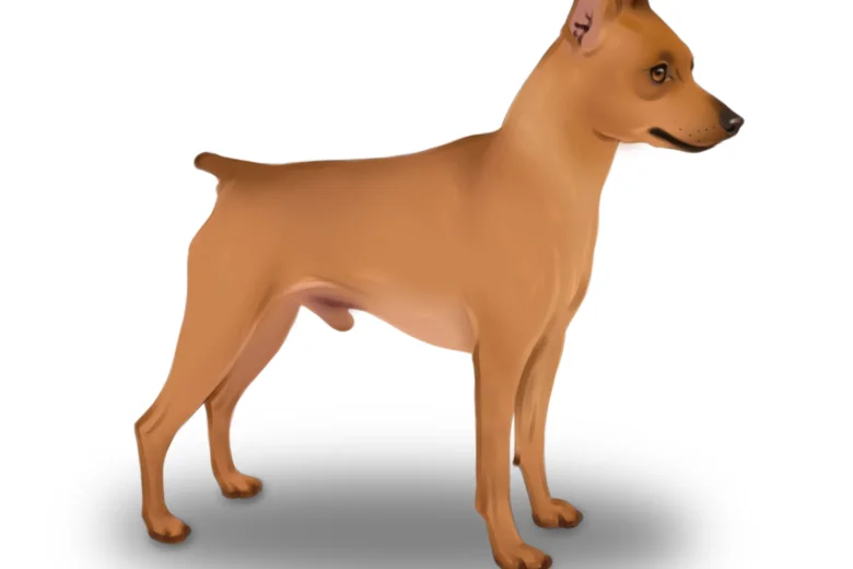 Miniature Pinscher