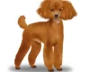 Miniature Poodle