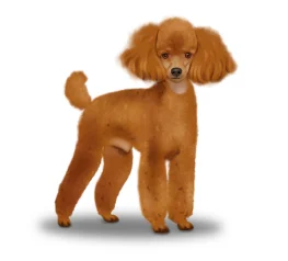 Miniature Poodle